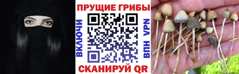 даркнет сайт Сасово Галлюциногенные грибы Psilocybine cubensis